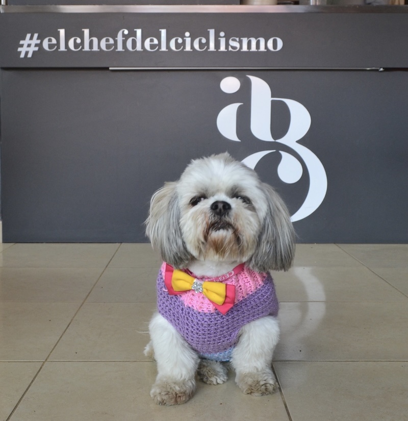 Lolita, the bakery's dog